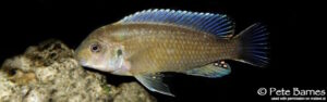 Labidochromis vellicans